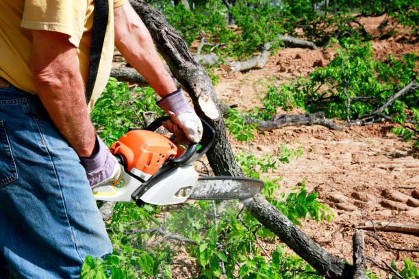 The Steps Involved in Our Tree Care Process in Buckeye Lake, OH